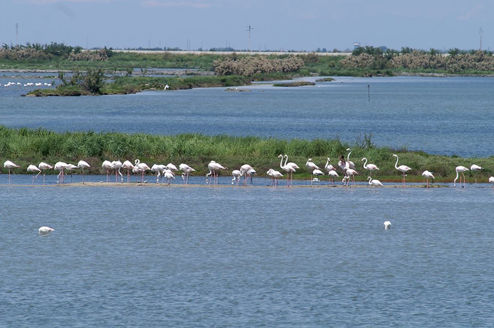 flamingos.jpg
